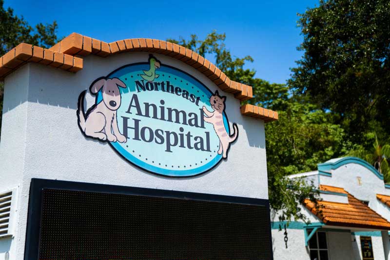 Northeast Animal Hospital