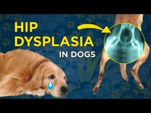 Recognizing hip dysplasia