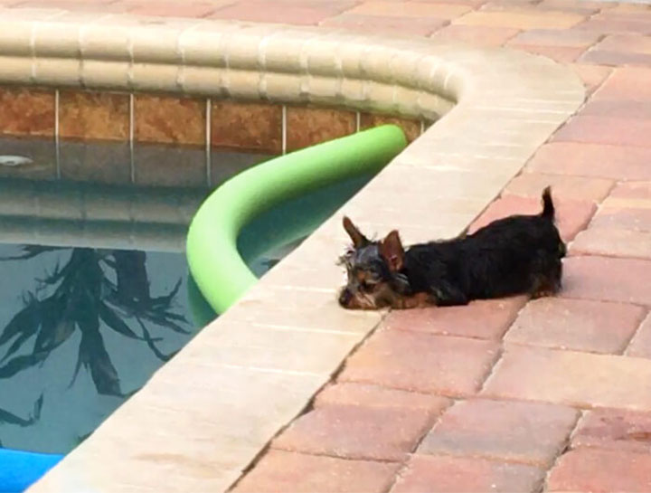 Beware the Danger of Pet Drowning in Swimming Pools
