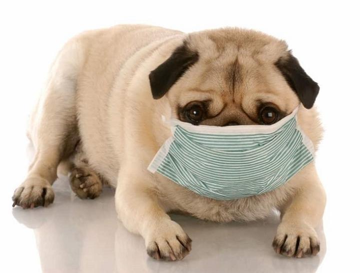 It’s Flu Season! Has Your Dog Gotten His Shot?