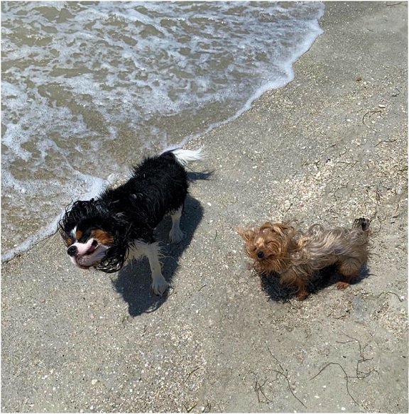 Shaking it off at the dog beach
