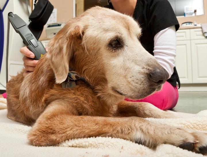 Cold Laser Therapy: How Does It Help?