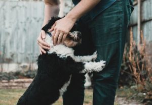 Dog snuggles with owner