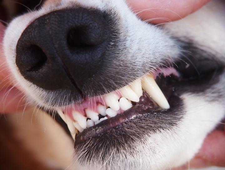 Periodontal Disease—The Doggy Dentist (and Kitty Too!)