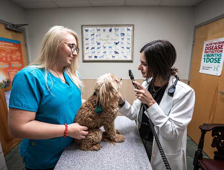 Why Your Pet Needs a Routine Vet Check